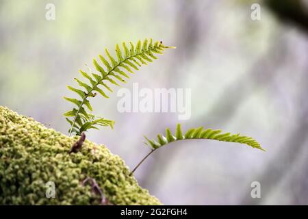 Polypody (Polypodium vulgare) Fern poussant sur un chêne, Royaume-Uni Banque D'Images