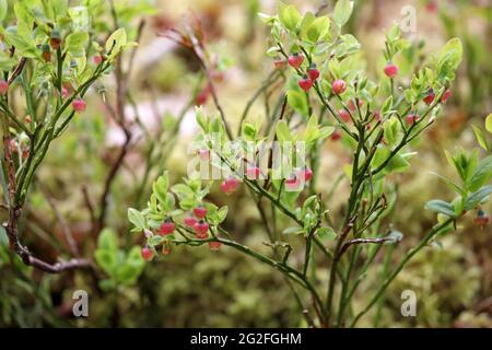 Fleurs de myrtilles sauvages (Vaccinium myrtillus), Royaume-Uni Banque D'Images