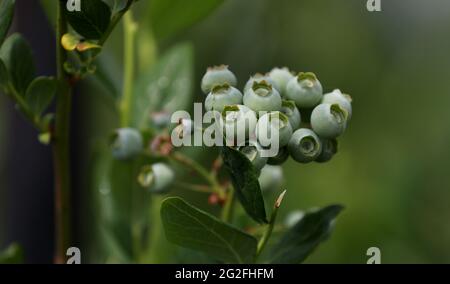 Les bleuets qui poussent à la ferme fruitière de Winterwood Farms à Maidstone, dans le Kent, les propriétaires peinent à combler les postes de cueilleurs de fruits au cours des mois d'été, le nombre de travailleurs saisonniers ayant diminué de 90 %. Date de la photo: Jeudi 10 juin 2021. Banque D'Images