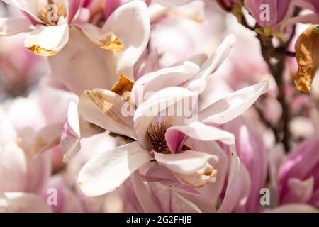 Belles fleurs de magnolia blanc rose au printemps Banque D'Images