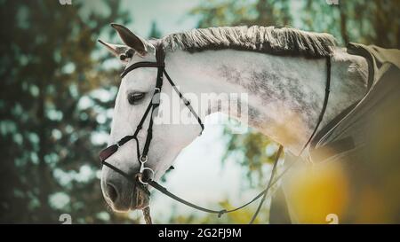 Portrait d'un cheval gris aux prises avec une bride sur son museau et une couverture de cheval gris sur son dos, marchant dans le parc parmi les feuilles d'arbres sur un Banque D'Images