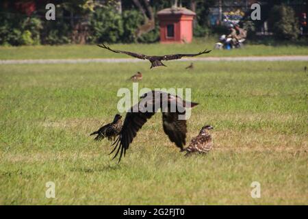 Des cerfs-volants noirs volent autour d'un parc à Katmandou, au Népal. Banque D'Images