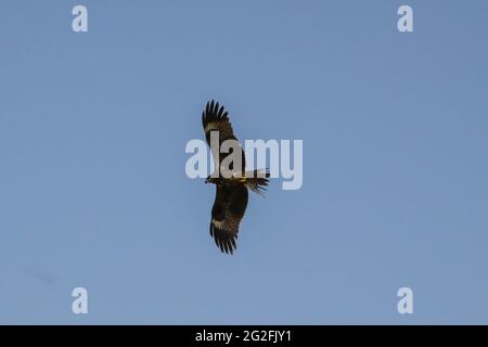 Des cerfs-volants noirs volent autour d'un parc à Katmandou, au Népal. Banque D'Images