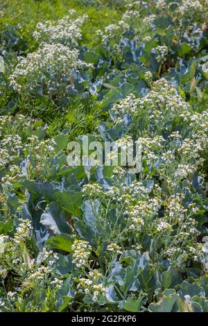 Holophyte Sea Kale (Crambe maritima) avec des fleurs blanches qui poussent sur la plage de galets à Southsea, Portsmouth, Hampshire, côte sud de l'Angleterre Banque D'Images