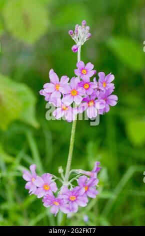 Une délicate fleur de Primula, l'une des nombreuses variétés actuellement développées par les horticulteurs de la famille Primrose. Banque D'Images