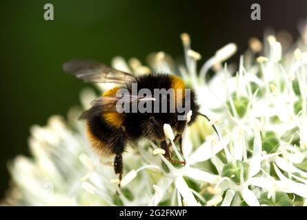 Un travailleur de Bumble-Bee à queue blanche se nourrit d'une fleur d'allium. Les Bumble-Bees les plus répandues et les plus courantes au Royaume-Uni Banque D'Images