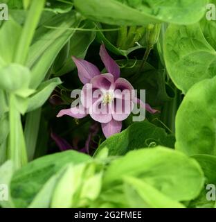 Une fleur Aquilegia violette encadrée de feuilles vertes. Banque D'Images