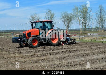 Podersdorf, Autriche - 04 mai 2021: Des helpers inconnus sur un tracteur plantant mécaniquement des vignes Banque D'Images