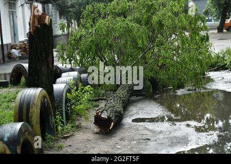 Non exclusif: SIEVIERODONETSK, UKRAINE - 10 JUIN 2021 - UN arbre tombé se trouve sur le sol après une douche à Sievierodonetsk, région de Luhansk, est Banque D'Images