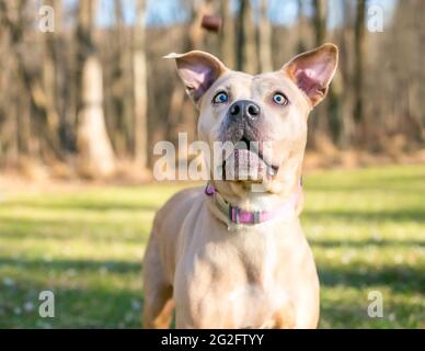 Un chien mixte de race Pit Bull Terrier de couleur fauve sur le point de prendre un régal dans l'air Banque D'Images