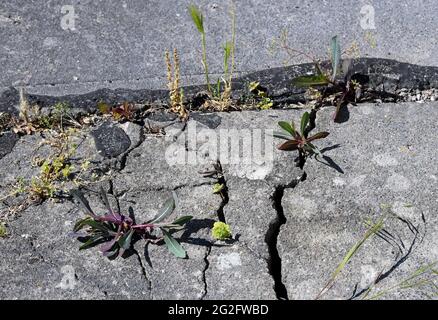 Pasewalk, Allemagne. 10 juin 2021. Les plantes poussent dans les fissures du vieux béton sur le site d'une ancienne entreprise agricole de RDA. Jusqu'à la chute du mur, c'était le site d'une usine de mélange d'aliments concentrés exploitée par VEB Getreidewirtschaft Pasewalk. Credit: Jens Kalaene/dpa-Zentralbild/ZB/dpa/Alay Live News Banque D'Images