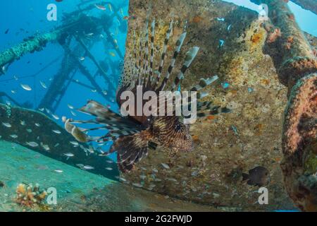 Lionfish dans la mer Rouge poissons colorés, Eilat Israël Banque D'Images