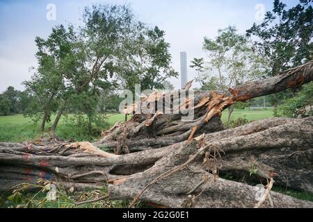 Kolkata, Bengale-Occidental, Inde - 21 mai 2020 : le super cyclone Amphan a arraché un arbre qui est tombé sur le sol. La dévastation a fait tomber de nombreux arbres. H Banque D'Images