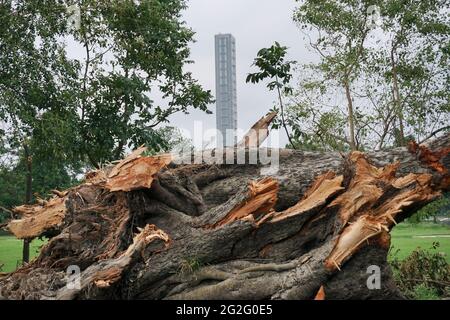 Kolkata, Bengale-Occidental, Inde - 21 mai 2020 : le super cyclone Amphan a arraché un arbre qui est tombé sur le sol. La dévastation a fait tomber de nombreux arbres. H Banque D'Images