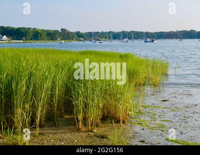 La Cordgrass lisse (Spartina alterniflora) pousse dans les marais salants et forme des prairies qui définissent l'aspect de l'écosystème des marais salants. Banque D'Images