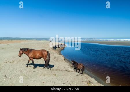 Chevaux sur une plage dans le parc national de Chiloe, Chili Banque D'Images