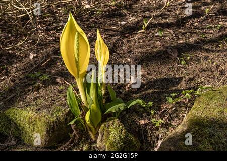 Chou-mouffette de l'Ouest (Lysichiton americanus) au soleil de printemps Banque D'Images