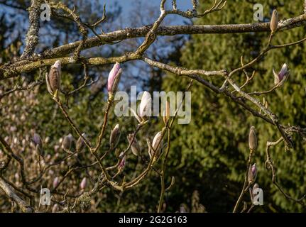 Les bourgeons de Magnolia liiflora s'ouvrent sous le soleil du printemps Banque D'Images