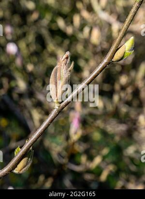 Les bourgeons de Magnolia liiflora s'ouvrent sous le soleil du printemps Banque D'Images