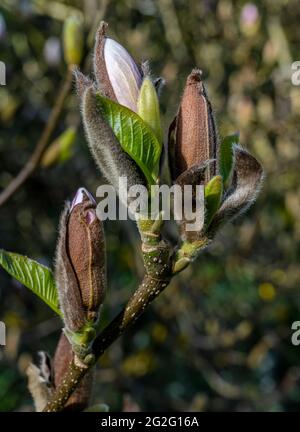 Les bourgeons de Magnolia liiflora s'ouvrent sous le soleil du printemps Banque D'Images