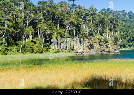 Lac Lago Verde dans le parc national Huerquehue, Chili Banque D'Images