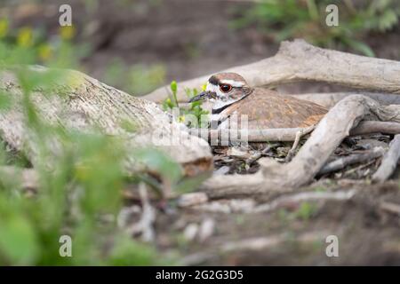 Un killdeer est assis sur son nid à la réserve faunique de la baie McLaughlin, à Oshawa, en Ontario. Banque D'Images