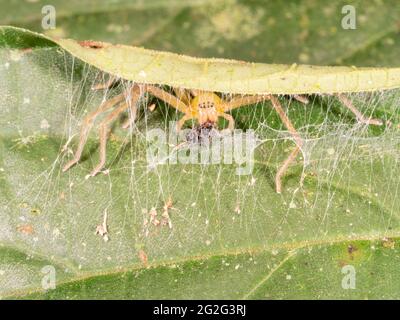 Araignée de forêt tropicale se nourrissant dans son repaire dans une feuille pliée, province de Napo, Équateur Banque D'Images