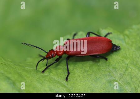 Cardinal Beetle Pyrochroma serraticornis à tête rouge Banque D'Images