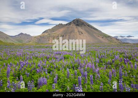 La lupin Nootka (Lupinus nootkatensis) en fleur sur la toundra islandaise en été, envahissent des espèces en Islande mais indigènes en Amérique du Nord Banque D'Images