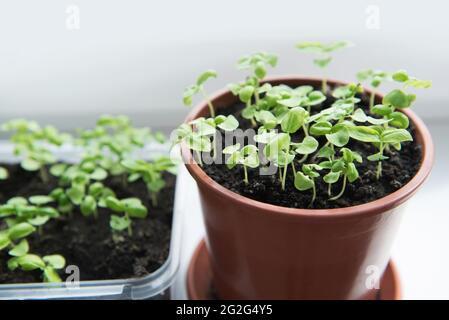 Des semis de plantes en pots sur le rebord de fenêtre Banque D'Images