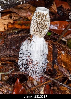 Champignon Maidens Veil (Dictyophora indusiata) sur le fond de la forêt tropicale, province de Napo, Équateur Banque D'Images