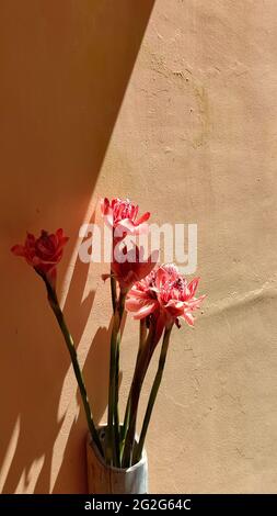 Fleur rose en vase bambou à côté du mur orange, espace de copie Banque D'Images