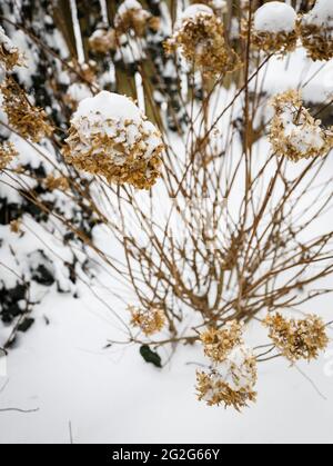 L'hortensia fleurit en hiver dans la neige Banque D'Images