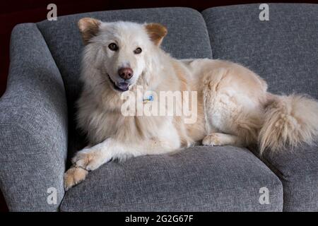 Un chien de berger allemand blanc Golden Retriever, allongé sur un canapé gris Banque D'Images