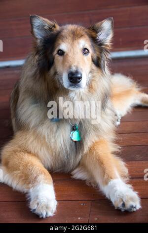 Un portrait en gros plan du mélange de chiens collie couché sur un sol en bois à l'intérieur Banque D'Images
