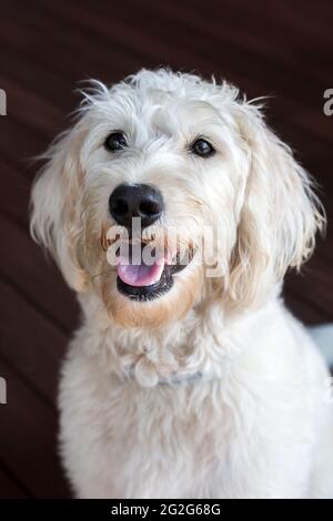 Un portrait en gros plan de labradoodle blanc assis avec la bouche ouverte Banque D'Images