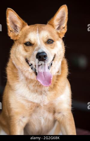 Un portrait en gros plan de galloise Corgi chien mélange avec la langue pendante W Banque D'Images