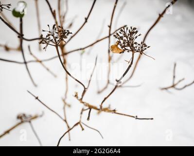 L'hortensia fleurit en hiver dans la neige Banque D'Images