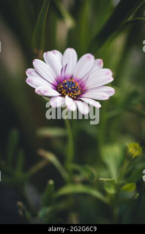 Gros plan d'une fleur blanche d'ostéospermum eklonis avec fond vert. Banque D'Images