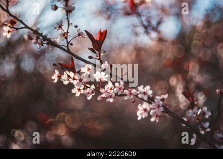 De magnifiques cerisiers en sable fleurissent sur une branche lors d'une journée de printemps ensoleillée. Banque D'Images