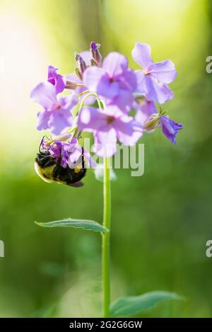 Gros plan d'une abeille collectant le pollen d'une fleur pourpre le jour ensoleillé. Banque D'Images