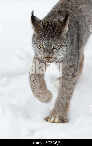 Le Lynx canadien (Lynx canadensis) avance de l'oreille aux côtés hiver - animal captif Banque D'Images