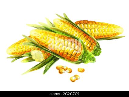 Un Dessin D Un Mais Avec Enveloppe Photo Stock Alamy