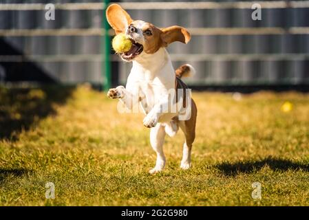 Chien Beagle s'exécute dans le jardin vers l'appareil photo avec ballon vert. Banque D'Images