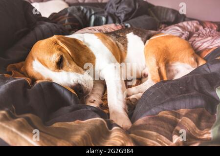 Un chien de Beagle drôle, fatigué, dort dans un lit confortable Banque D'Images