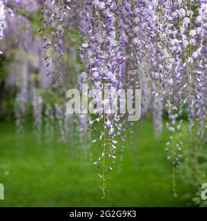 Cascades de glycine pourpre en fleur, photographiées au jardin de Nymans à Handcross, Haywards Heath, West Sussex, Royaume-Uni. Banque D'Images