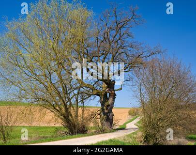 Europe, Allemagne, Hesse, arrière-pays, Parc naturel de Lahn-Dill-Bergland, Gladenbach, vieux chêne près de Weitershausen Banque D'Images