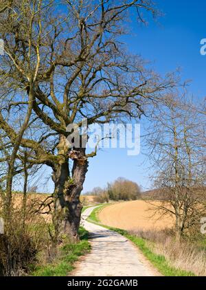 Europe, Allemagne, Hesse, arrière-pays, Parc naturel de Lahn-Dill-Bergland, Gladenbach, vieux chêne près de Weitershausen Banque D'Images