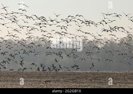 Europe, Pologne, Podlaskie Voivodeship, Graylag Goose - migrations printanières Banque D'Images