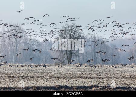 Europe, Pologne, Podlaskie Voivodeship, Graylag Goose - migrations printanières Banque D'Images